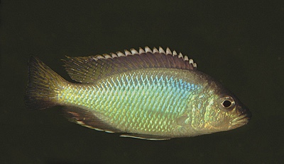 Corematodus taeniatus 'Chemwezi Rocks'